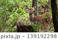 Nara Deer 139192298