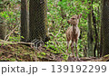 Nara Deer 139192299