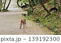 Nara Deer 139192300