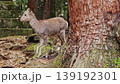 Nara Deer 139192301