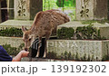 Nara Deer 139192302