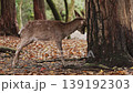 Nara Deer 139192303