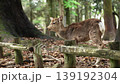 Nara Deer 139192304