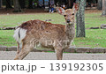 Nara Deer 139192305