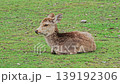 Nara Deer 139192306