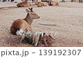 Nara Deer 139192307