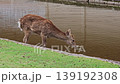 Nara Deer 139192308