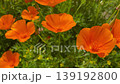 Orange poppy flowers swaying in the wind 139192800