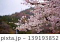 檜原村の桜 139193852