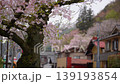 檜原村の桜　住宅地 139193854