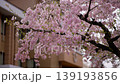 檜原村の桜 139193856