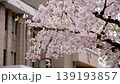 檜原村の桜 139193857