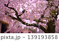 檜原村の桜 139193858