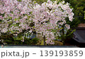 檜原村の桜 139193859