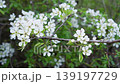 Blooming cherry tree branch with white flowers in spring, nature awakening and purity concept. 139197729
