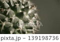 cactus plant closeup 139198736