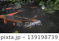 koi fishes in pond 139198739