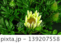 Time lapse of growing and opening Gazania flower against black background, top view. 139207558