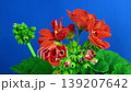 Time lapse of opening red geranium (Pelargonia) flower on blue background 139207642