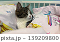 A cozy tabby cat, curled up under a soft, warm blanket, peacefully dozes on the bed with a calm, sleepy look. Such a wonderful image of relaxation and quiet dreams. 139209800