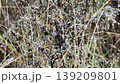 Slender aquatic plants with small brown pods on their stems, set against a soft, pale background resembling a lake or pond surface. 139209801