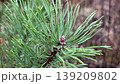 Close-up of a pine branch against the background of an autumn forest. 139209802