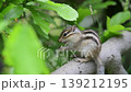 A young chipmunk eating grass weeds. 139212195