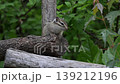 Chipmunk resting in the shade 139212196