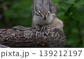 A baby chipmunk dozing on a branch. 139212197
