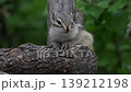 A baby chipmunk relaxing on a branch. 139212198
