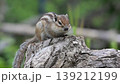 Chipmunk staring 139212199