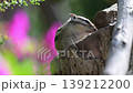 A chipmunk scratching itself 139212200