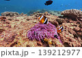 Clownfish living in symbiosis with anemones in coral reefs 139212977