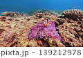 Clownfish living in symbiosis with anemones in coral reefs 139212978