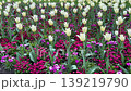 High angle shot of white tulips and purple flowers blooming on flowerbed in spring garden, delicate floral background with beautiful flowers in park under soft daylight 139219790