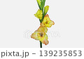 Time lapse of opening yellow gladiolus flower isolated on white background 139235853
