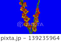Time lapse of opening yellow-red gladiolus flowers isolated on blue CHROMA key background 139235964
