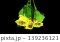 Time lapse of drying yellow roses for winter bouquet with ALPHA matte isolated on black background 139236121