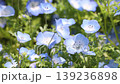 Nemophila flower 139236898