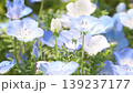 Nemophila flower 139237177