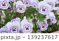 White pansy 139237617