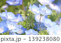 Nemophila flower 139238080
