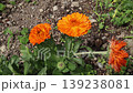 A flowerbed with marigolds 139238081