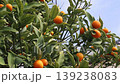 Kumquats shining against the blue sky 139238083