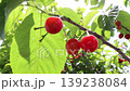 I'm curious about the cherries 139238084