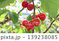 Cherry swaying in the wind 139238085