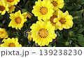 Yellow Gazania 139238230