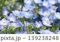 Nemophila flower 139238248