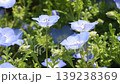 Nemophila flower 139238369