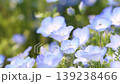 Nemophila flower 139238466